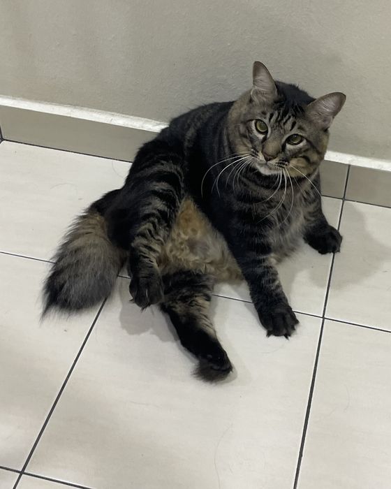 Oreo, a long-haired tabby cat sitting on a tiled floor